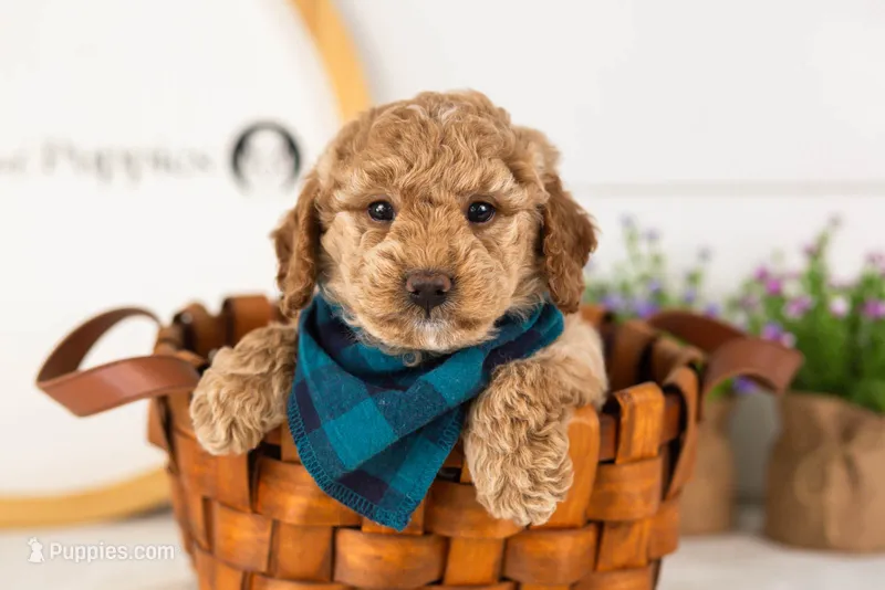 Benji - Micro – Goldendoodle puppy for sale in Goshen, IN