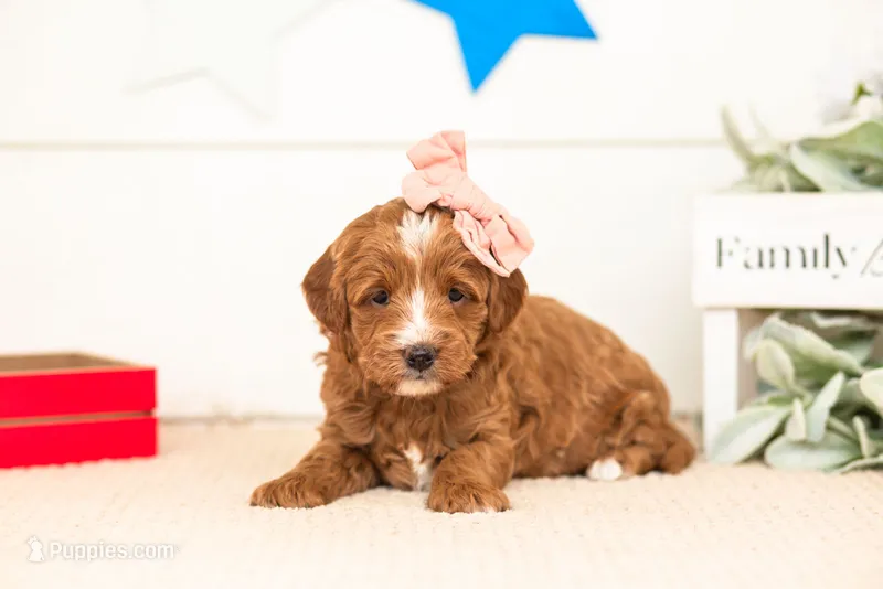 Leia - Micro – Goldendoodle puppy for sale in Goshen, IN