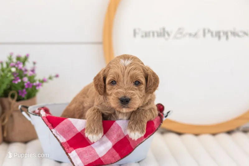Mason - Mini – Miniature Goldendoodle puppy for sale in Goshen, IN