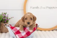 Mason - Mini, a male Miniature Goldendoodle for sale in Goshen, IN – 1 of 4