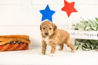 Caleb - Micro, a male Goldendoodle for sale in Goshen, IN – 2 of 4