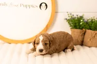 Lindsey - Medium, a female Goldendoodle for sale in Goshen, IN – 2 of 3