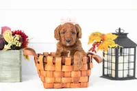 Piglet - Medium, a female Goldendoodle for sale in Goshen, IN – 2 of 4