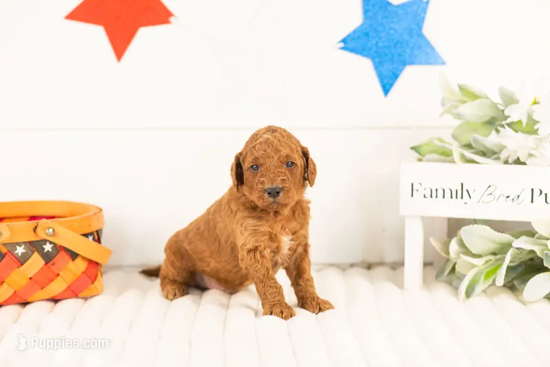 Zion - mini – Miniature Goldendoodle puppy for sale in Goshen, IN