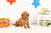 Zion - mini, a male Miniature Goldendoodle for sale in Goshen, IN – 1 of 3