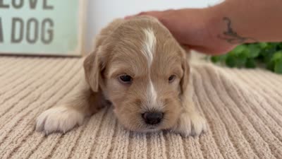 Ruby - Mini, a female Miniature Goldendoodle for sale in Goshen, IN – 5 of 5