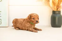 Firefly - Mini, a male Goldendoodle for sale in Goshen, IN – 3 of 4