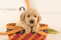 Chip - Medium, a male Goldendoodle for sale in Goshen, IN – 4 of 4
