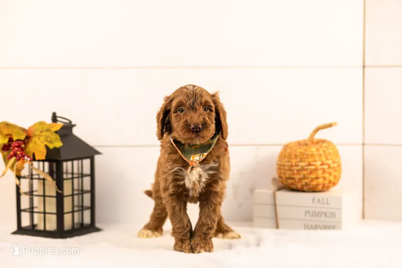 Ozark - Medium – Goldendoodle puppy for sale in Goshen, IN