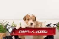 Luca - Medium, a male Goldendoodle for sale in Goshen, IN – 4 of 4