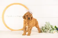 Savannah - Mini, a female Miniature Goldendoodle for sale in Goshen, IN – 7 of 10