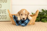 Plum - Mini, a female Miniature Goldendoodle for sale in Goshen, IN – 1 of 4