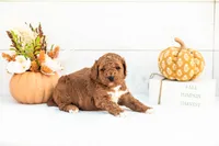 Abram - Mini, a male Goldendoodle for sale in Goshen, IN – 2 of 4
