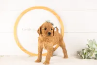 Sequoia - Mini, a female Miniature Goldendoodle for sale in Goshen, IN – 8 of 10