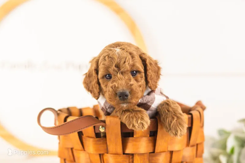 Denali - Mini – Miniature Goldendoodle puppy for sale in Goshen, IN