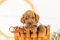 Denali - Mini, a male Miniature Goldendoodle for sale in Goshen, IN – 7 of 10