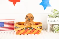 Bryce - Mini, a male Miniature Goldendoodle for sale in Goshen, IN – 3 of 3