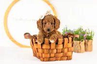 Lexy - Medium, a female Goldendoodle for sale in Goshen, IN – 4 of 10