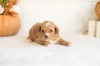 Noodle - Micro, a male Goldendoodle for sale in Goshen, IN – 4 of 4