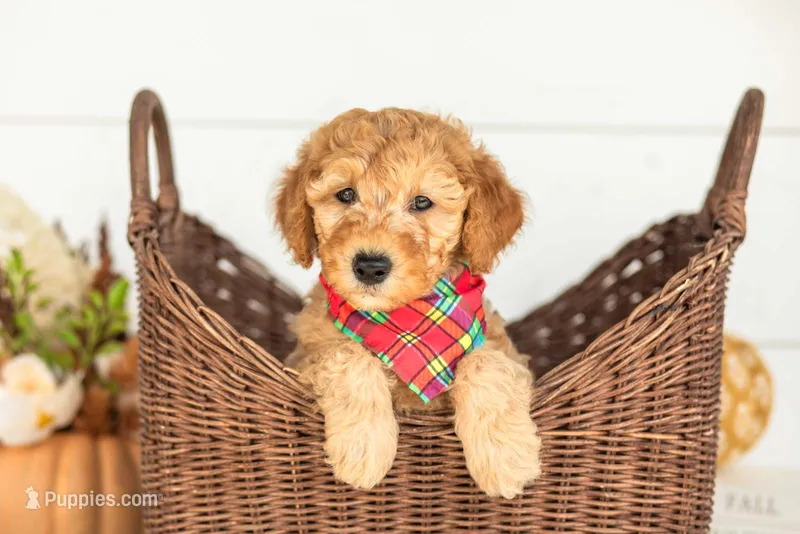 Jasper - Micro – Goldendoodle puppy for sale in Goshen, IN