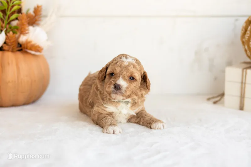 Noodle - Micro – Goldendoodle puppy for sale in Goshen, IN