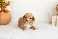 Noodle - Micro, a male Goldendoodle for sale in Goshen, IN – 1 of 4