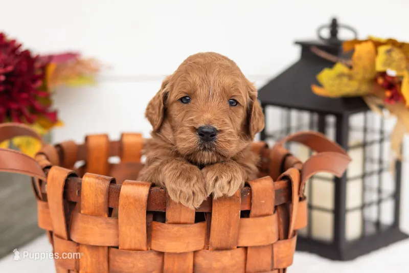 Tin Man - Medium – Goldendoodle puppy for sale in Goshen, IN