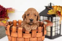 Tin Man - Medium, a male Goldendoodle for sale in Goshen, IN – 1 of 5