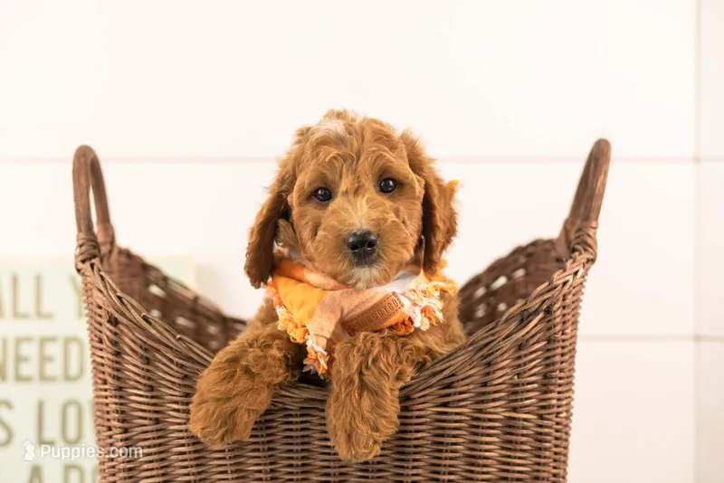 Char - Mini – Miniature Goldendoodle puppy for sale in Goshen, IN