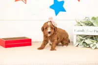 Leia - Micro, a female Goldendoodle for sale in Goshen, IN – 2 of 3