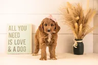 Veah - Medium, a female Goldendoodle for sale in Goshen, IN – 2 of 6