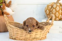 Ashley - Mini, a female Goldendoodle for sale in Goshen, IN – 2 of 4