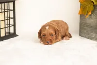 Josiah - Micro, a male Goldendoodle for sale in Goshen, IN – 3 of 4
