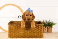 Sequoia - Mini, a female Miniature Goldendoodle for sale in Goshen, IN – 6 of 10