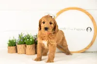Cha Cha - Medium, a female Goldendoodle for sale in Goshen, IN – 3 of 10