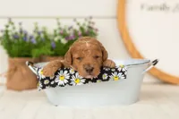 Liberty - Mini, a female Miniature Goldendoodle for sale in Goshen, IN – 3 of 3