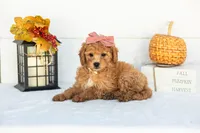 Mantis - Mini, a female Goldendoodle for sale in Goshen, IN – 3 of 9