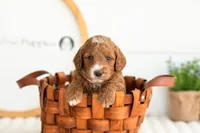 Kai - Mini, a male Miniature Goldendoodle for sale in Goshen, IN – 6 of 6
