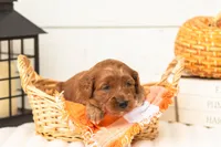 Dottie - Micro, a female Goldendoodle for sale in Goshen, IN – 4 of 4