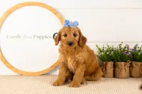 Sequoia - Mini, a female Miniature Goldendoodle for sale in Goshen, IN – 5 of 10