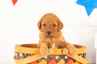 Savannah - Mini, a female Miniature Goldendoodle for sale in Goshen, IN – 3 of 3