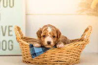 Honey - Mini, a female Goldendoodle for sale in Goshen, IN – 3 of 4