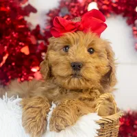 Lynx - Micro, a female Goldendoodle for sale in Goshen, IN – Photo 5 of 10