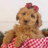 Lynx - Micro, a female Goldendoodle for sale in Goshen, IN – Photo 8 of 10