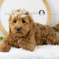Lynx - Micro, a female Goldendoodle for sale in Goshen, IN – Photo 3 of 10