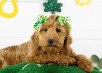 Lynx - Micro, a female Goldendoodle for sale in Goshen, IN – Photo 1 of 10