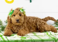 Lynx - Micro, a female Goldendoodle for sale in Goshen, IN – Photo 2 of 10