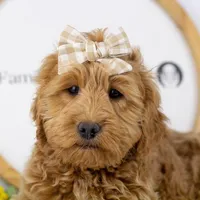 Lynx - Micro, a female Goldendoodle for sale in Goshen, IN – Photo 4 of 10