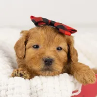 Lynx - Micro, a female Goldendoodle for sale in Goshen, IN – Photo 10 of 10
