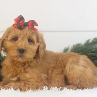 Lynx - Micro, a female Goldendoodle for sale in Goshen, IN – Photo 9 of 10